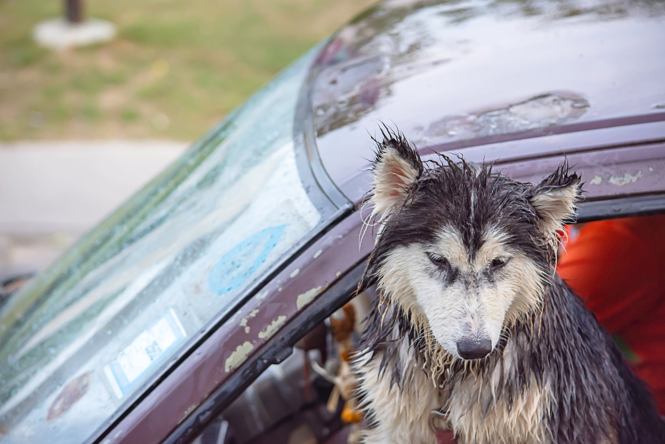 All About The Dog Seat Cover