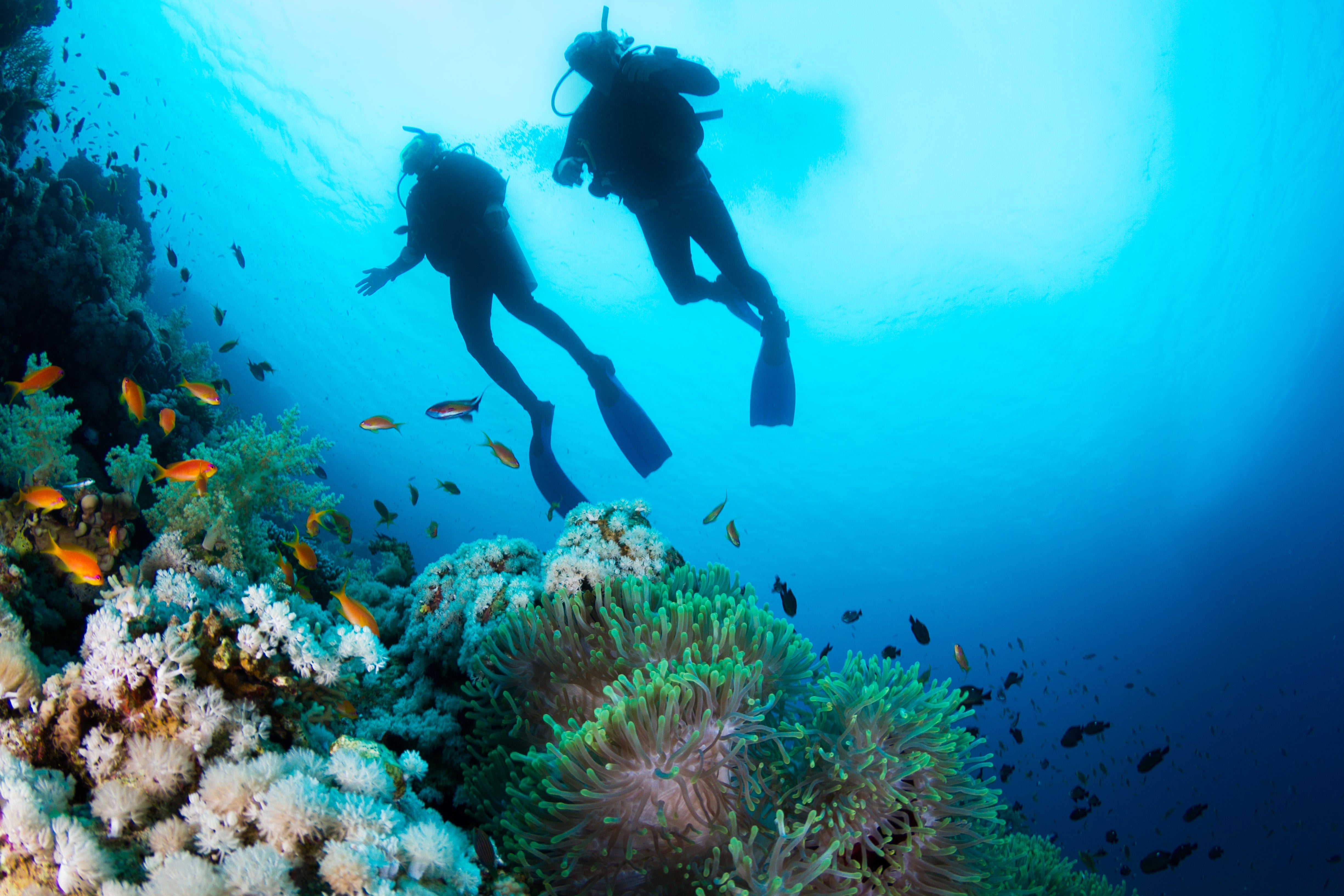 Top 10 Essentials For Scuba Diving
