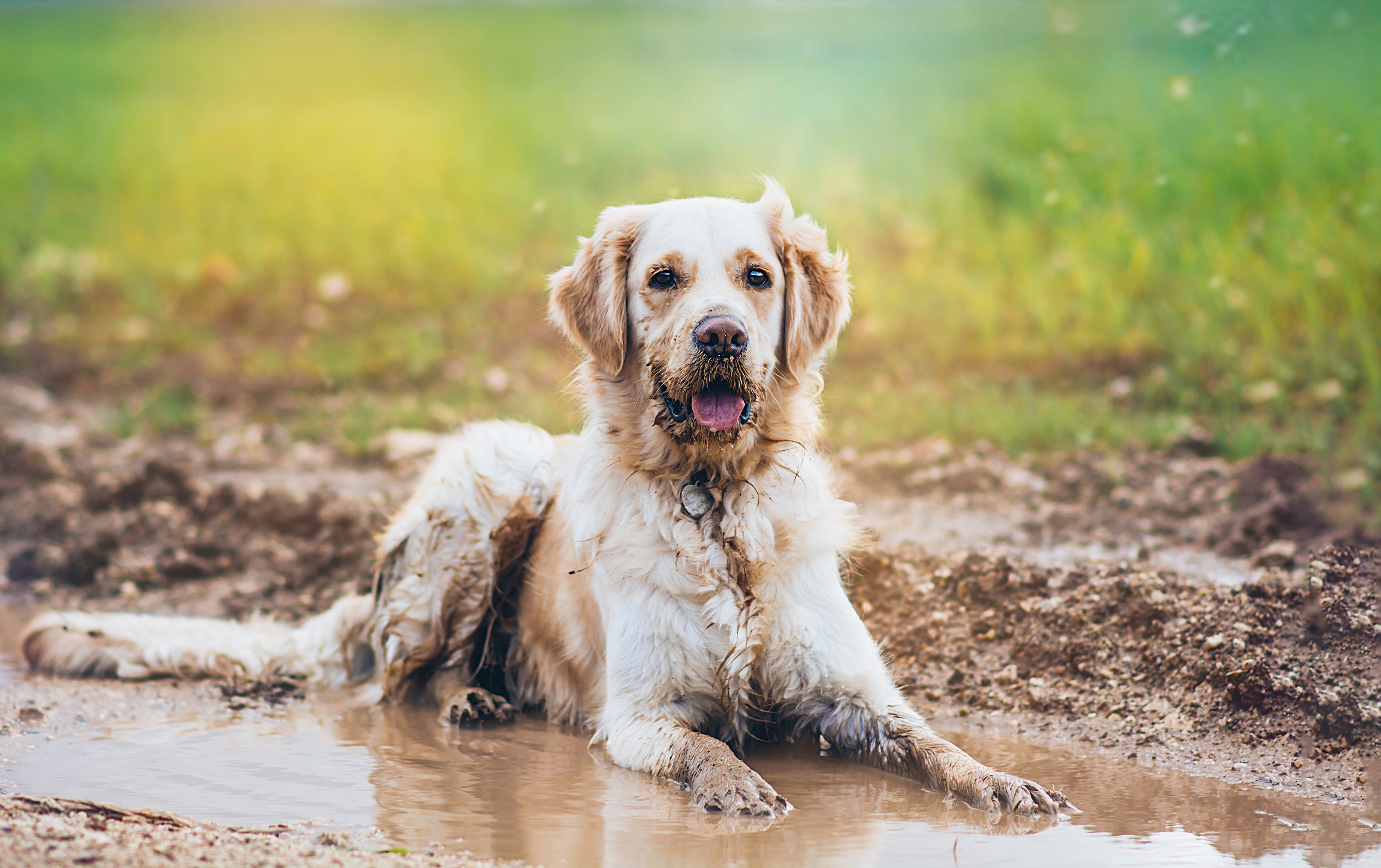 Best Waterproof Seat Covers